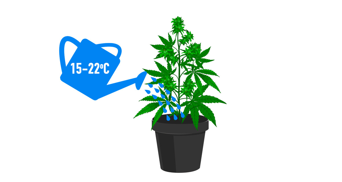 Wie du Unterw&auml;sserung bei Plantspflanzen behebst