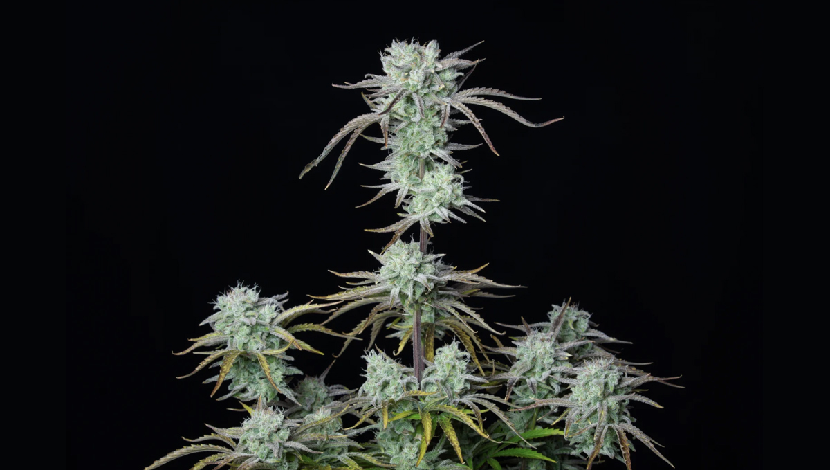 Top 10 seeds to grow outdoors: Strawberry Banana Auto