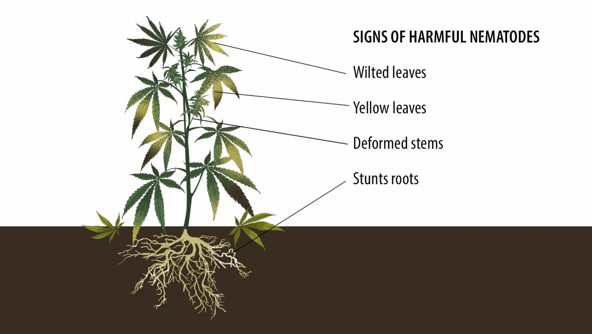 Benefits of microorganisms: signs of harmful nematodes