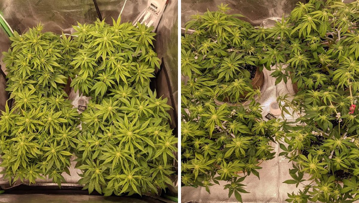 Gorilla Cookies Auto Plants Seed Week-by-Week Guide: Heavy defoliation done right