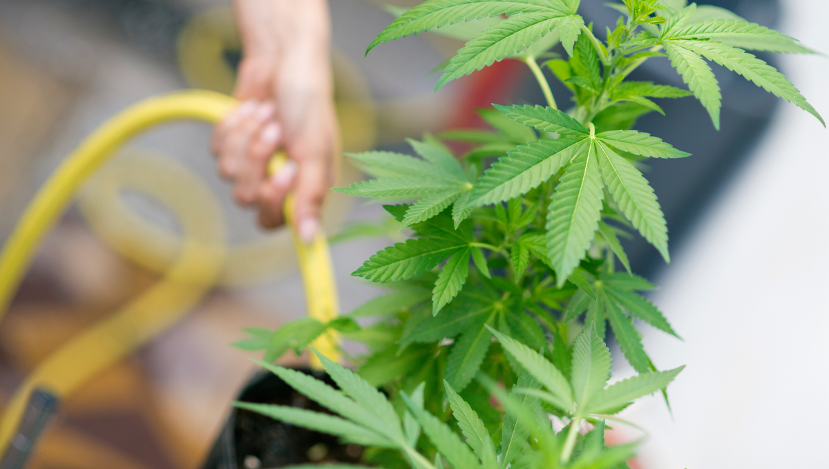 How to flush autoflowers: can you flush in organic soil?