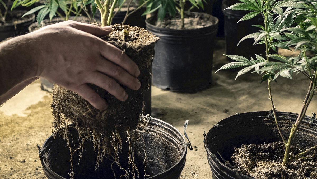 Types of containers for growing autos: what to look for