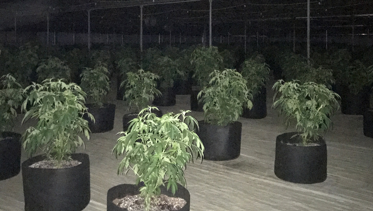 Light deprivation: what is light dep?