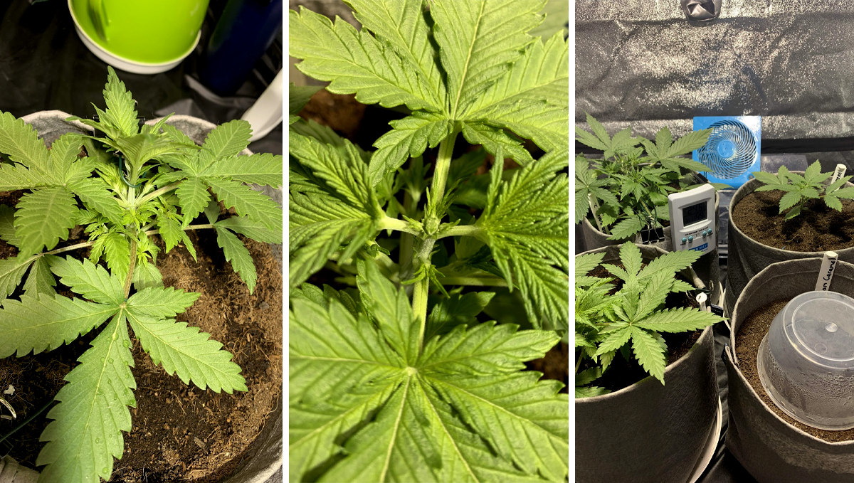 BubbleGum Auto: week 3 BubbleGum Auto: week 3