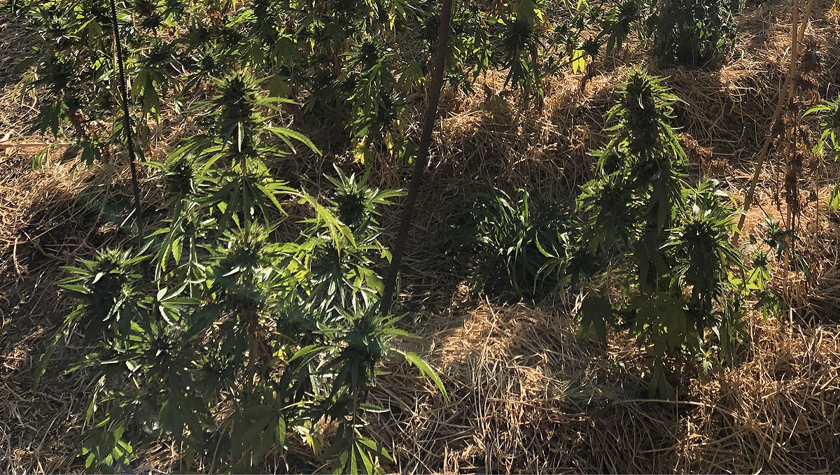 No-till plants guide: week 10