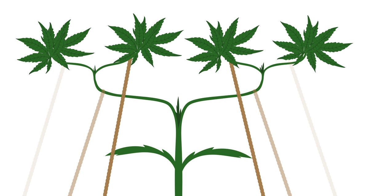 ข้อดีและข้อเสียของการเทรนต้นกัญชาแบบ High Stress: H.S.T. Mainlining technique 