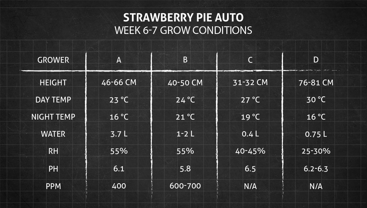 Strawberry Pie Auto Plants Seed Week-by-Week Guide: Weeks 6-7 grow conditions