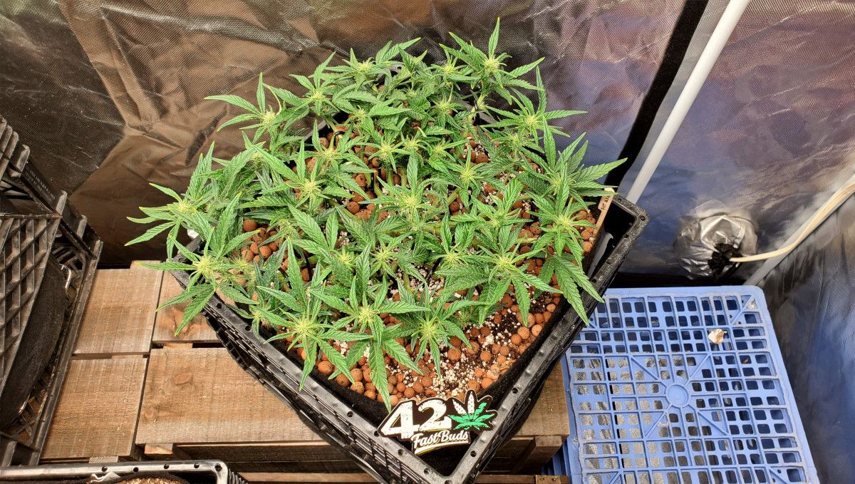 Purple Punch Auto Plants Seed Week-by-Week Guide: A topped and tied down plants plant begins to flower in an indoor setup