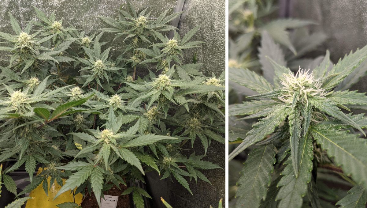 Tropicana Cookies Auto 대마 스트레인: 초기 개화 | 6~7주차 | 트리콤이 풍부한 꽃 근접 촬영