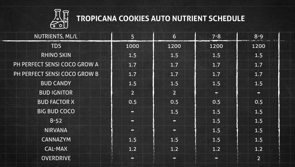 Tropicana Cookies Auto 대마 스트레인: 개화기 영양 스케줄