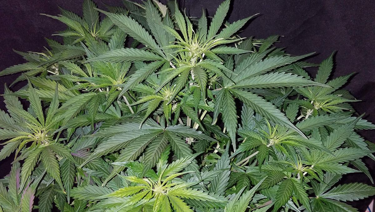 Six Shooter Auto cannabis strain: transition (pre-flower) | week 5 | an autoflower with fluffy tops