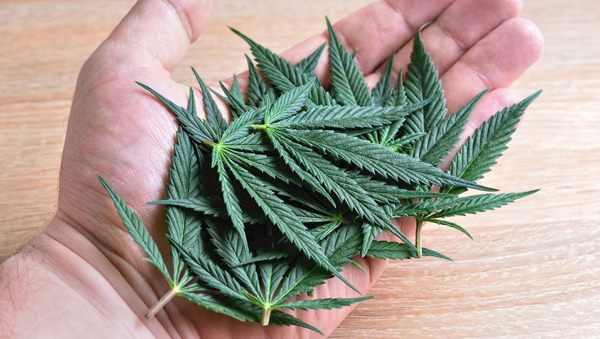 Purple Punch Auto Plants Seed Week-by-Week Guide: post-return routines