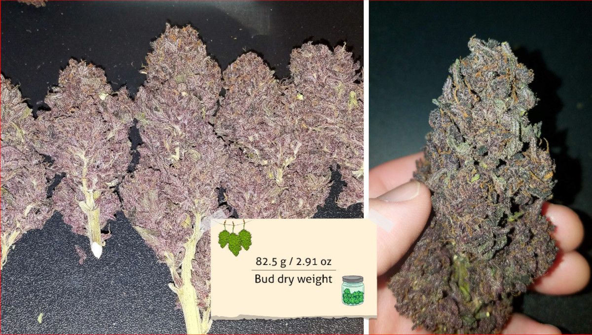 Blackberry Auto cannabis strain: yield | closeups of dried purple marijuana buds