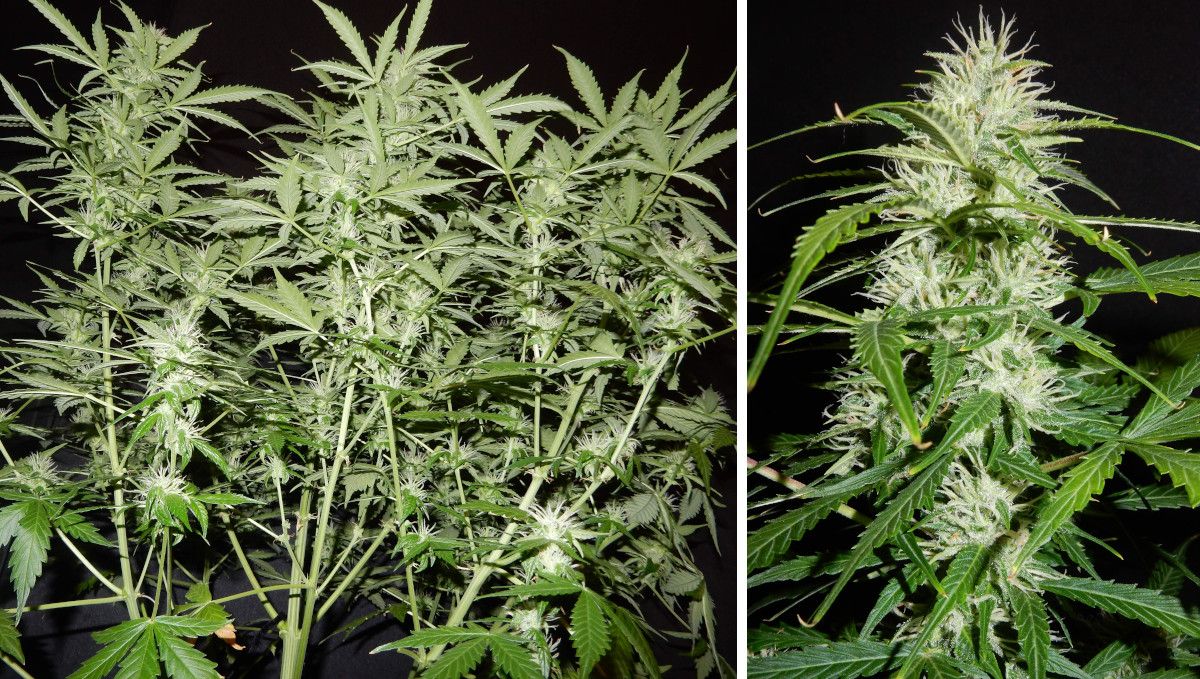 Cream Cookies Auto cannabis strain: early flower | weeks 6-7 | the many flowering colas of an indoor auto seen from below and a closer shot of one of its colas with lots of white hairs