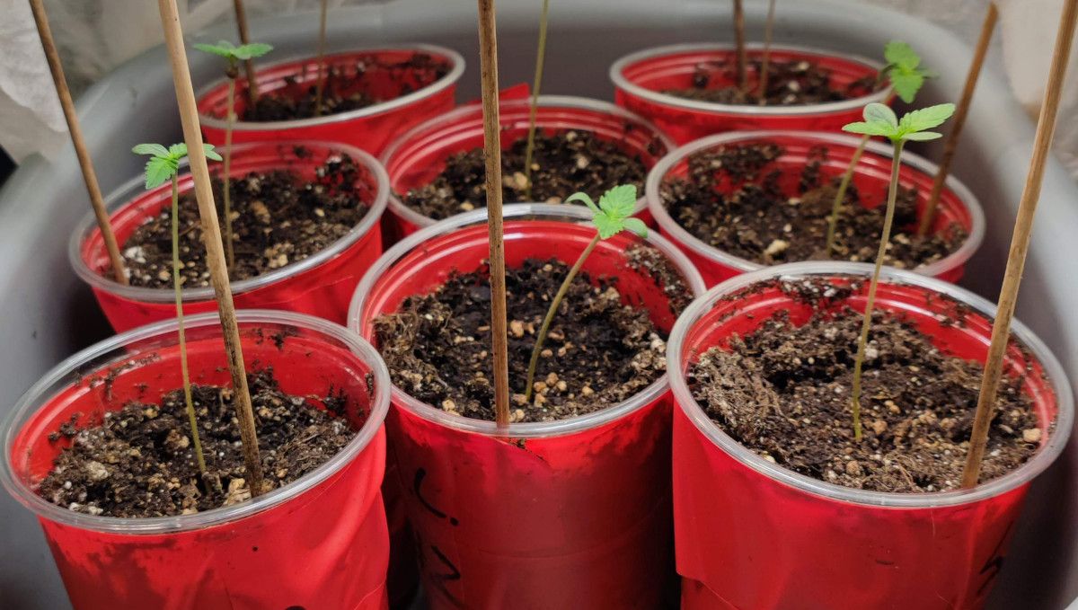 Mimosa Cake Auto cannabis strain: germination and seedling stage | week 1 | several party cups with small but stretchy seedlings
