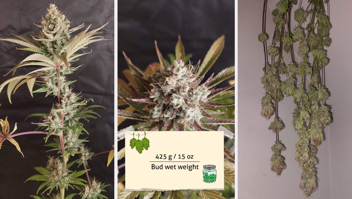 Purple Lemonade FF कैनाबिस स्ट्रेन: यील्ड | सूखने के लिए उल्टा लटकाए गए ब्रांच व बड्स