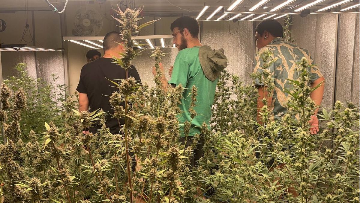 Features of growing plants in Thailand: Indoors