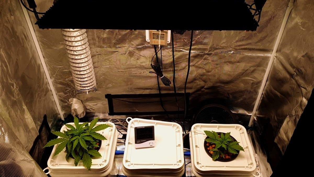 Pineapple Express Auto cannabis-variant: tidlig vekst | uke 2 | to store sunne autoflowers i DWC-system