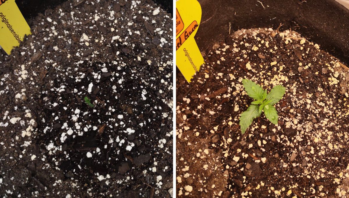 Frosted Guava Auto cannabis strain: germination and seedling stage | week 1 | a tiny sprout in a big pot and the same seedling grown by the 2nd week