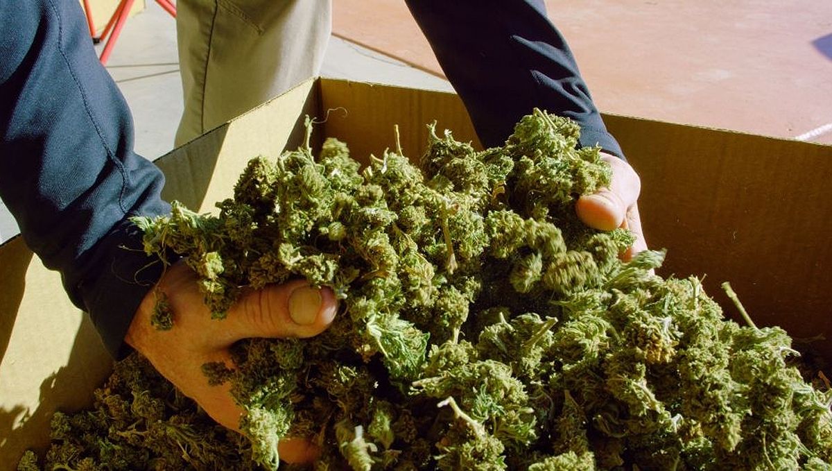How to dry plants buds: Maintain a clean drying and curing environment