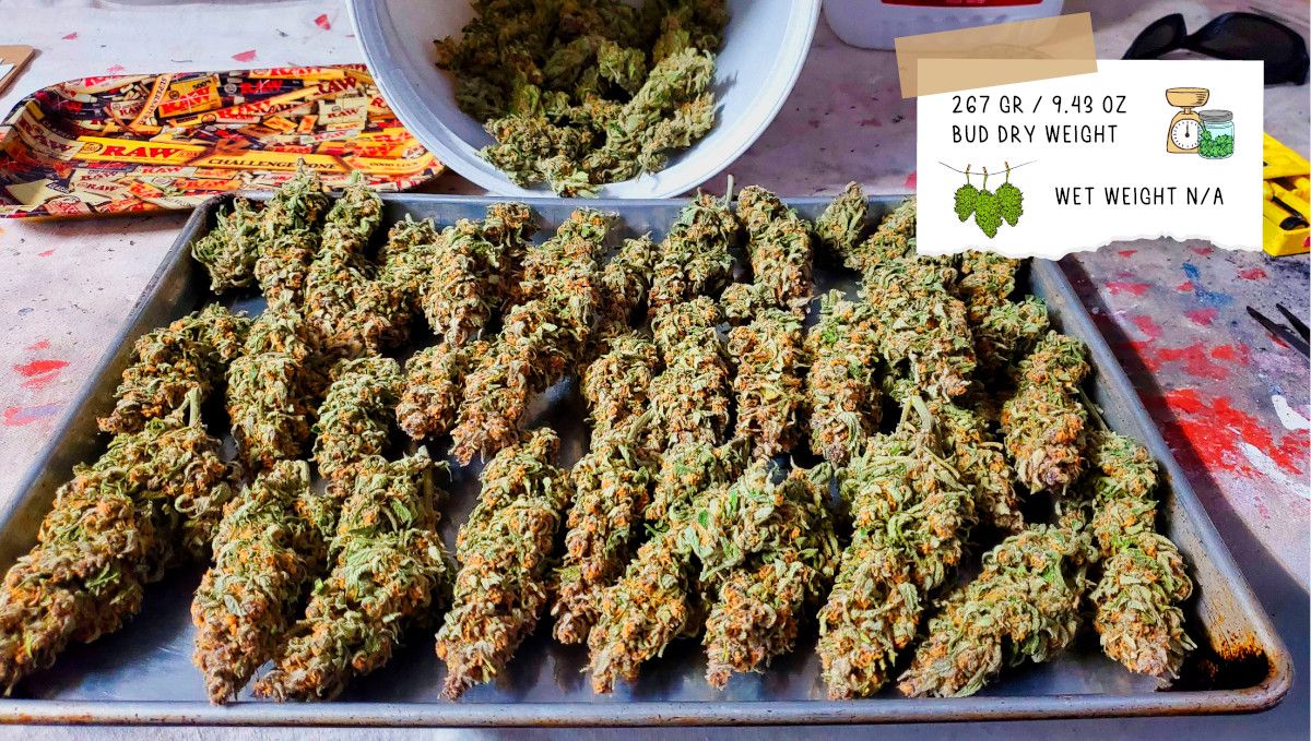 Gelato Auto Plants Seed Week-by-Week Guide: Grower A's outcome - A tray full of trimmed dry buds