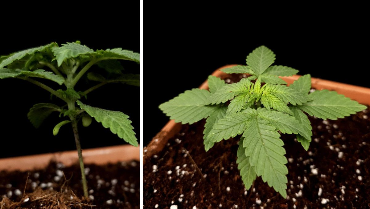 Wedding Cheesecake FF cannabis strain: early veg | week 2 | a 2-week-old plant shown from the side and the top