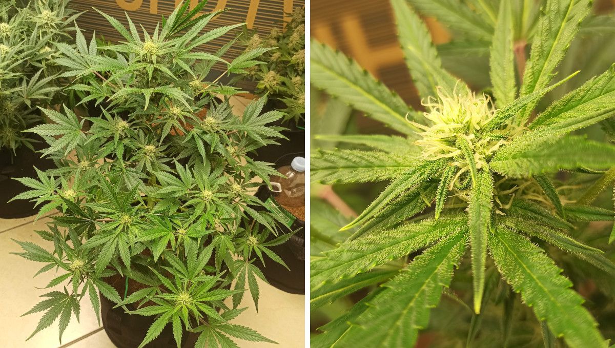 Udhëzues Javë-pas-Jave për Afghan Kush Auto: Një autoflower i shkurtër me shumë degë dhe afërsyth i papjekur me pistile të bardha dhe trikomë të para 3 javë pas lulëzimit