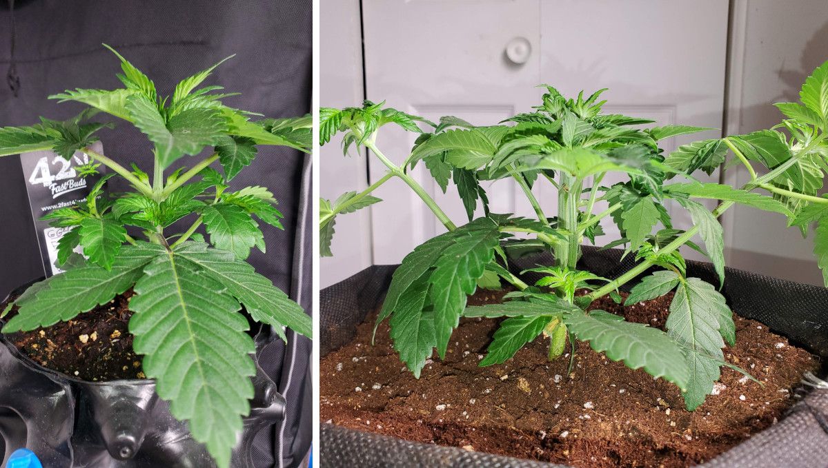 GG4 Sherbet FF cannabis strain: mid veg | weeks 3-6 | slowly recovering from early FIMing