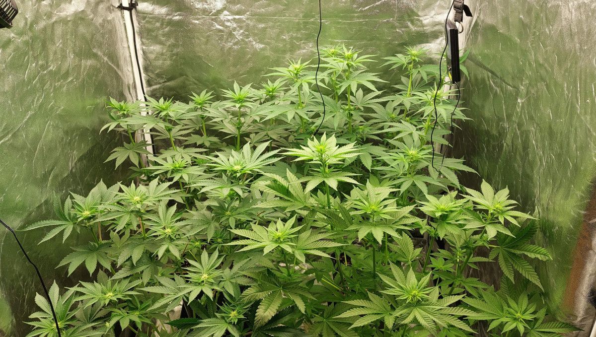 Orange Sherbet FF cannabis strain: transition (pre-flower) | week 7 | a grow tent full of plants that stretch and form first flowers