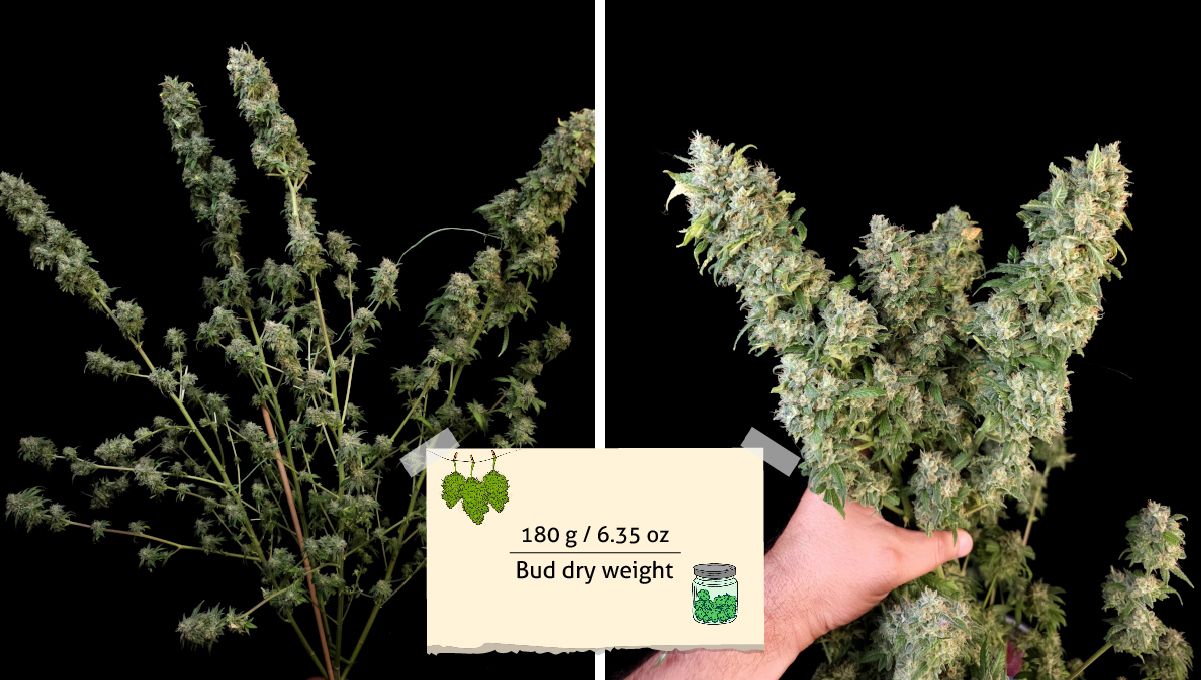 Tropicana Cookies FF cannabis strain: yield | a large, multi-branch plant pre-trimmed before harvest and a growers hand holding a bunch of colas