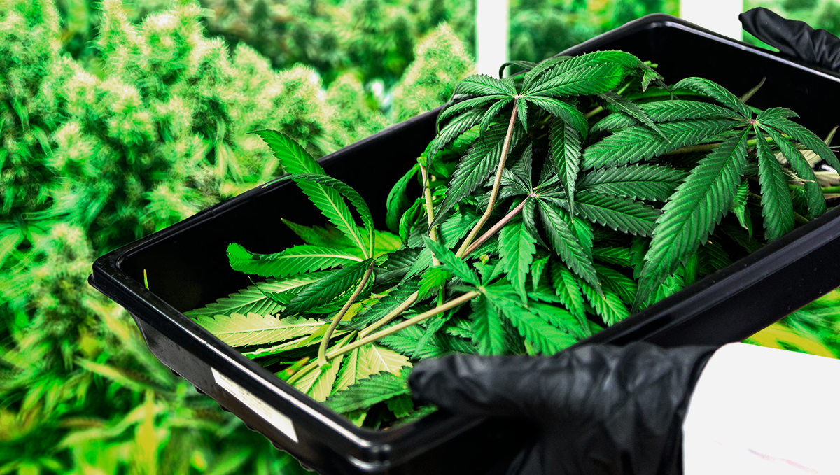 Weed in ireland: industrial hemp