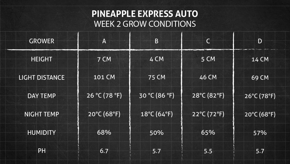 Pineapple Express Auto cannabis-variant: vekstbetingelser uke 2