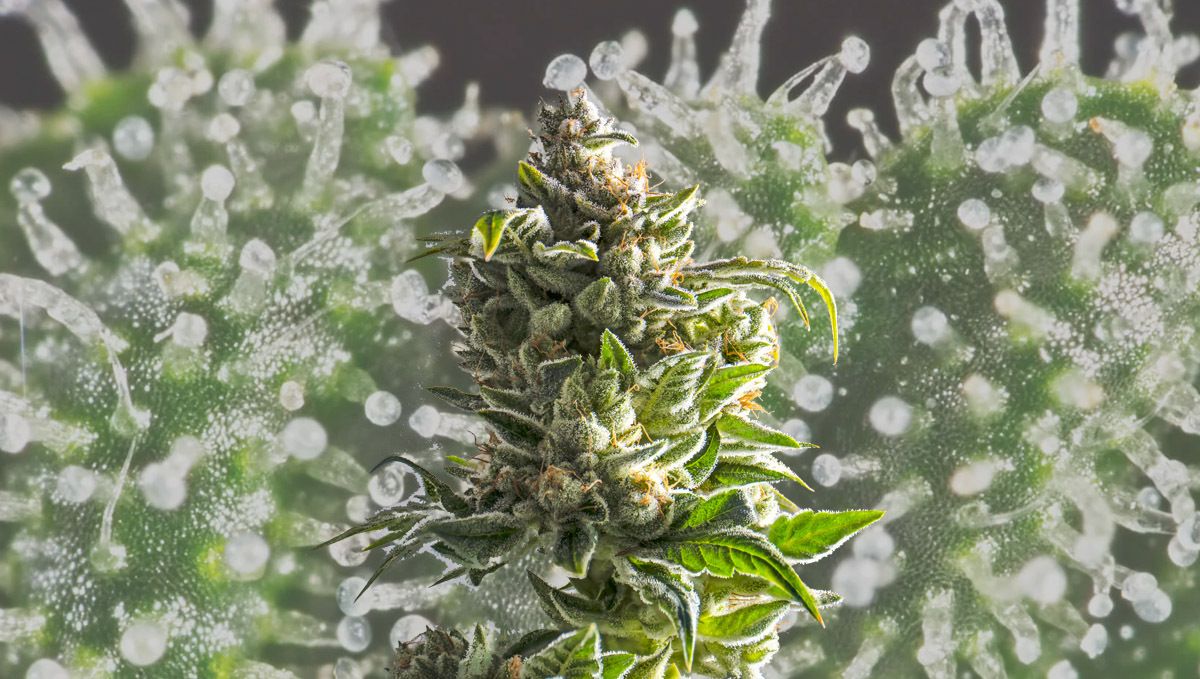 How Long Does A Plants High Last?: In the end, what truly matters is the potency of your buds.