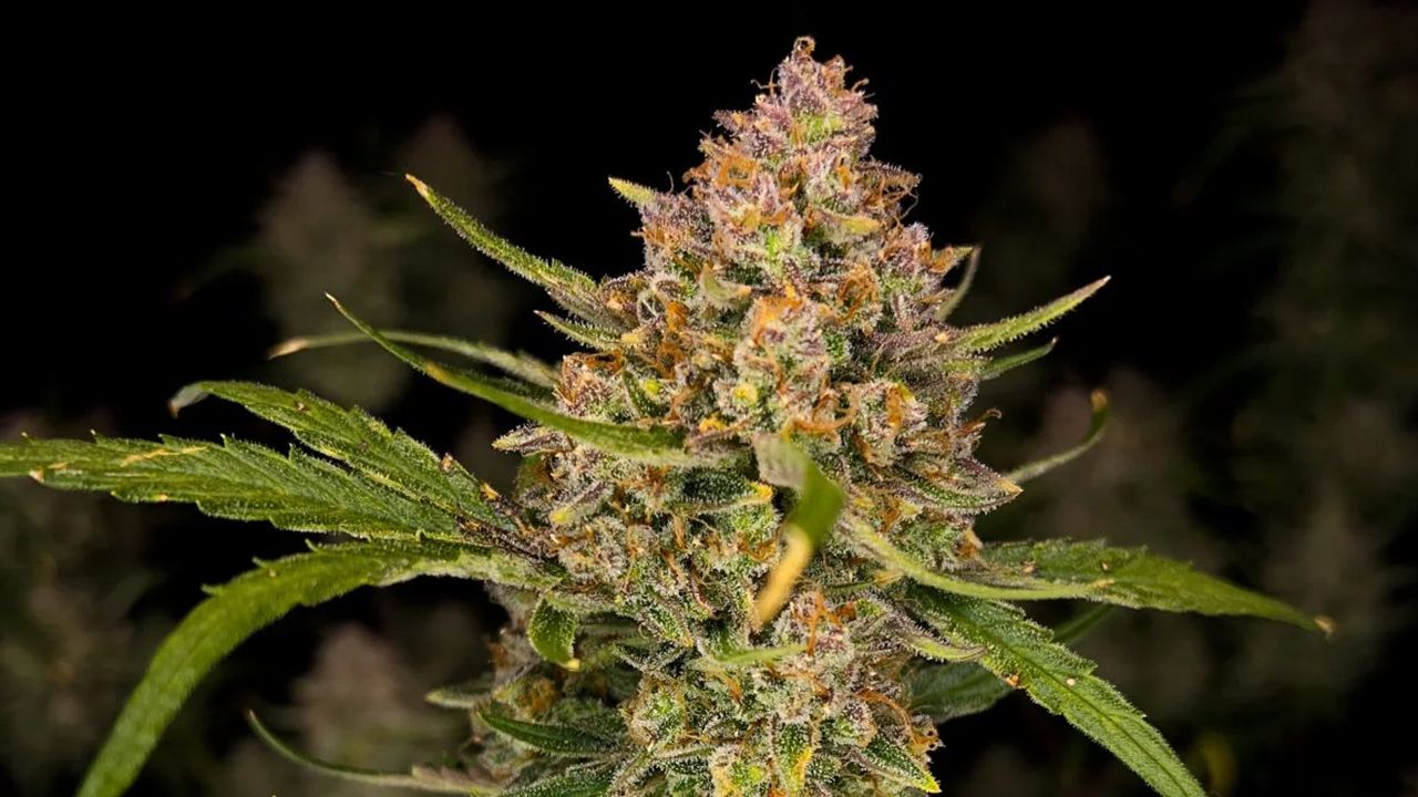 Top 10 strains to grow outdoors: Closer Look at Guava Auto