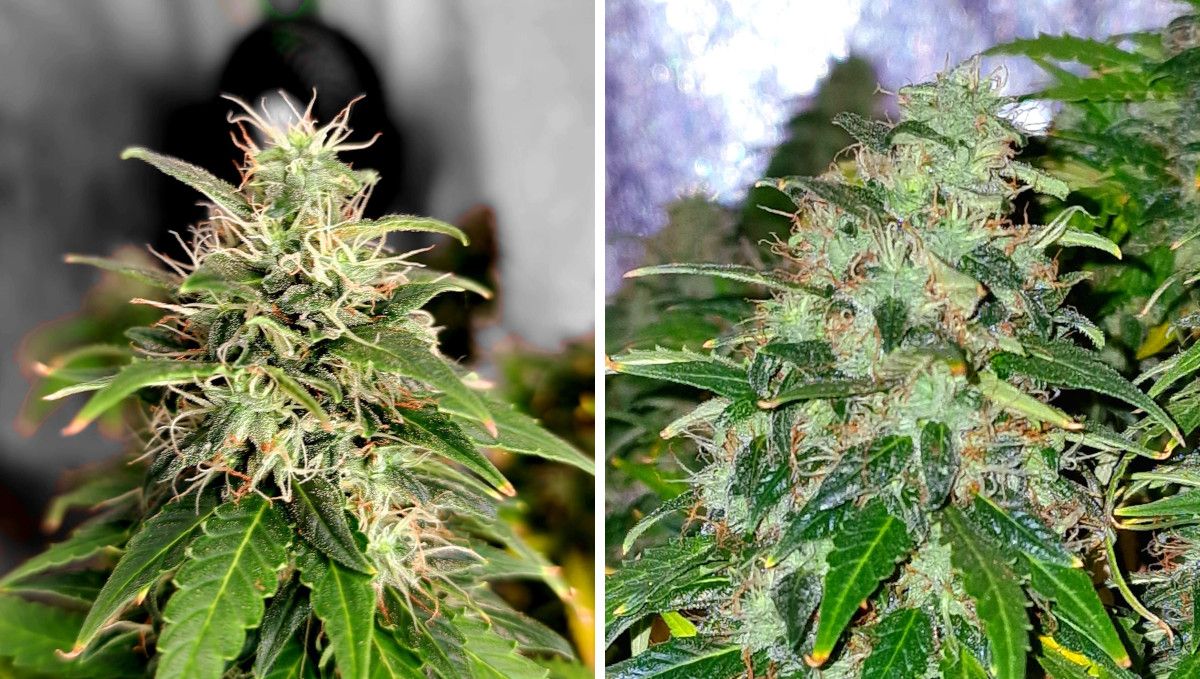 Amnesia Z Auto cannabis strain: ripening and harvest | weeks 11-13 | the progress of marijuana buds in the weeks leading to the harvest