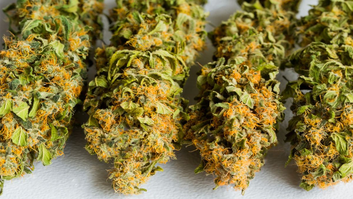 How to dry plants buds: Store in a cool, dry place
