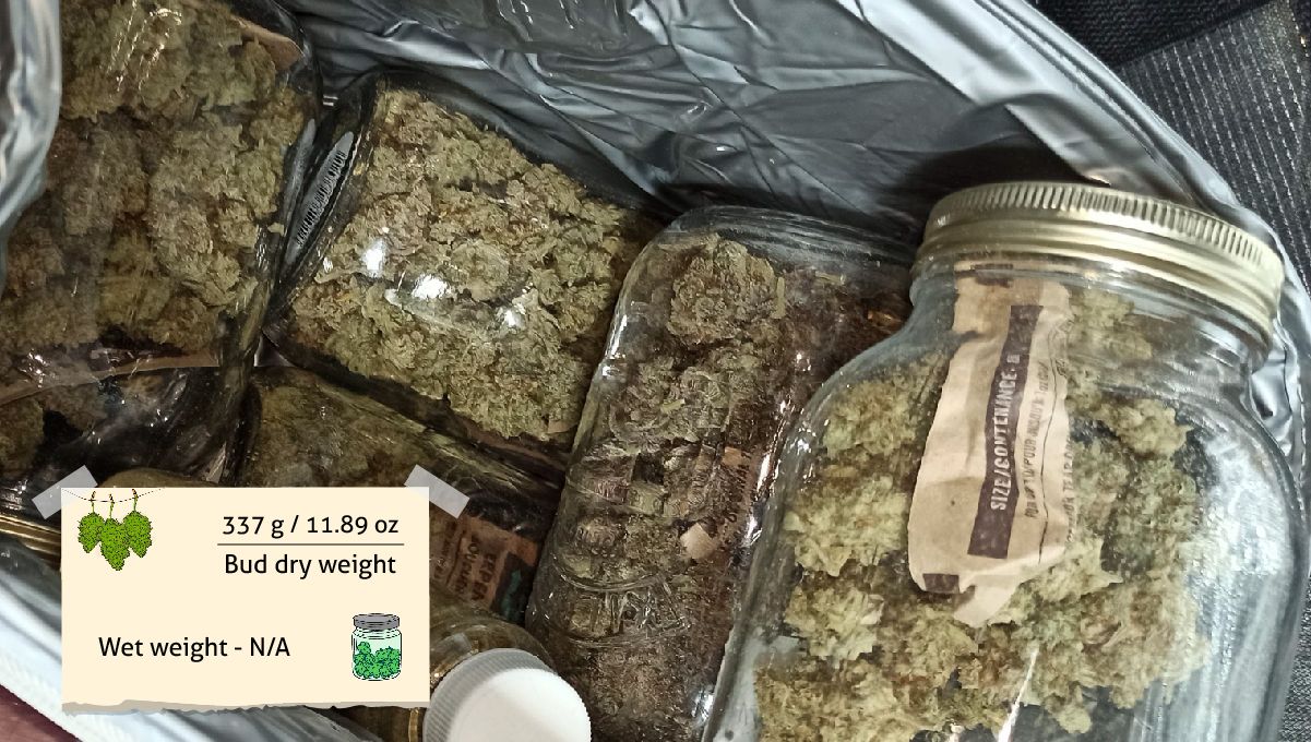Strawberry Pie Auto Plants Seed Week-by-Week Guide: A lot of plants buds and kief in glass jars