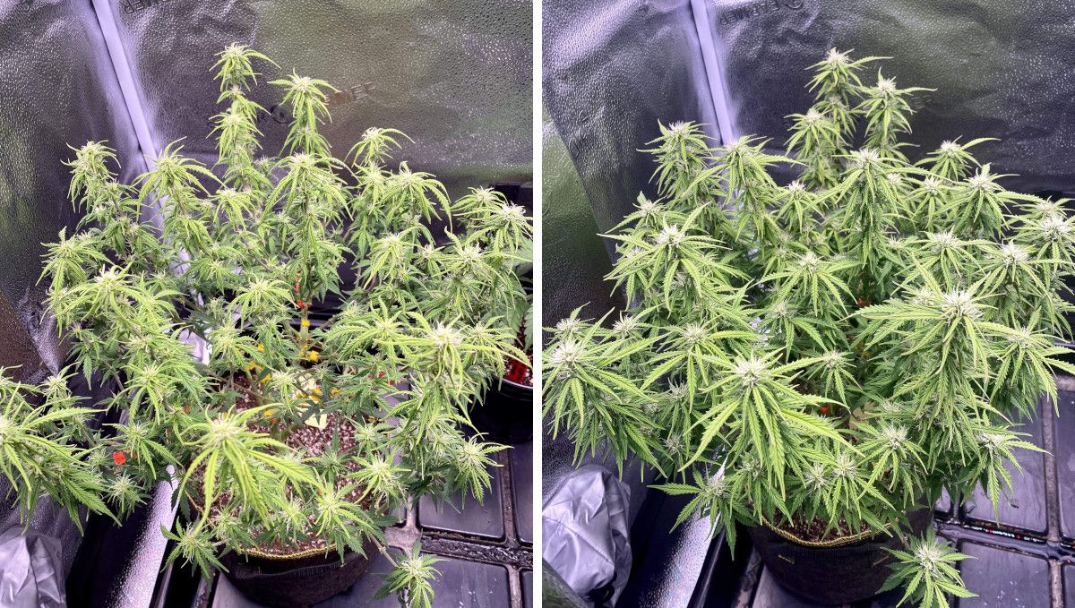 Watermelon Z Auto カンナビス品種: 初期開花 | 6-7週目 | トップが多く草丈低めのオートフラワー成長例