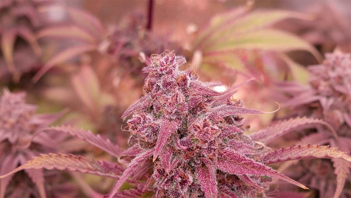Strawberry gorilla