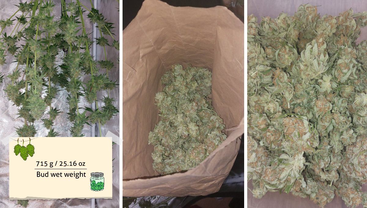 Wedding Cheesecake FF cannabis strain: yield | a plant hung upside down to dry and its buds in a brown paper bag