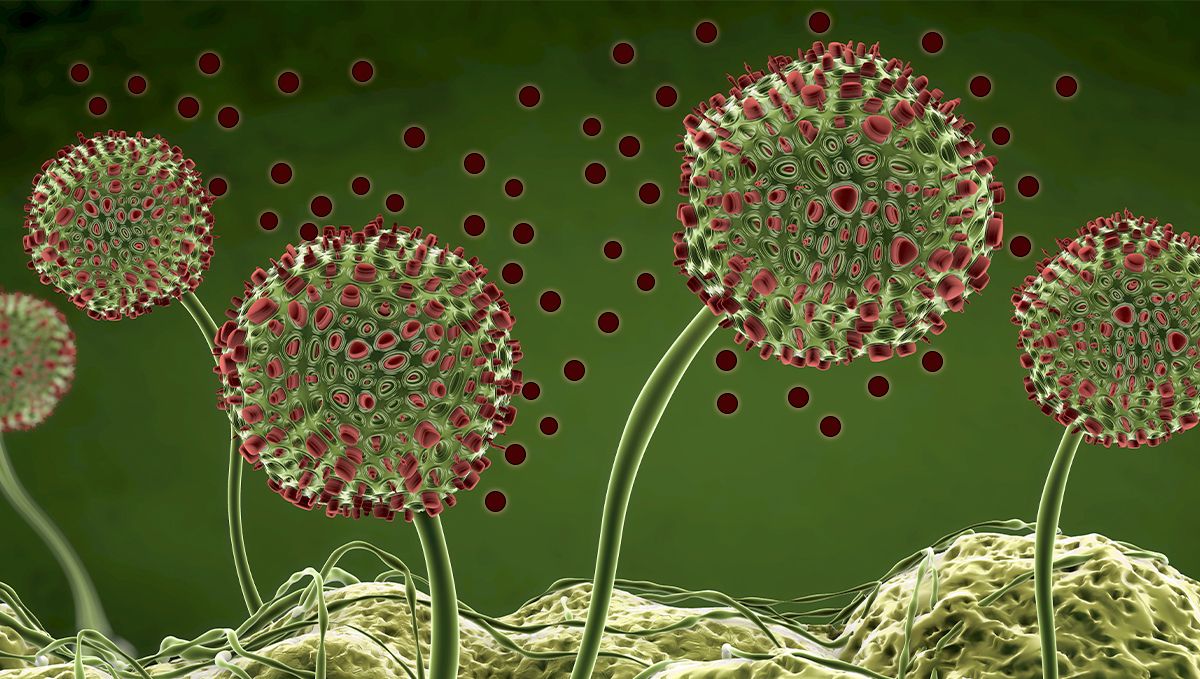 Immagine di muffa bianca e grigia su una pianta di cannabis, visibile il micelio e le spore.