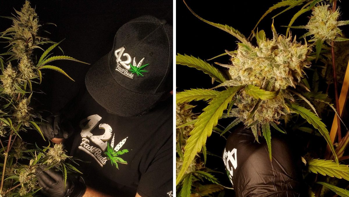 Strawberry Gorilla Auto Cannabissorte: mittlere Bl&uuml;tephase (Massephase) | Wochen 8-9 | ein Grower, der sich um seine bl&uuml;hende Pflanze k&uuml;mmert und ihre zentrale Cola mit schweren Bl&uuml;ten.