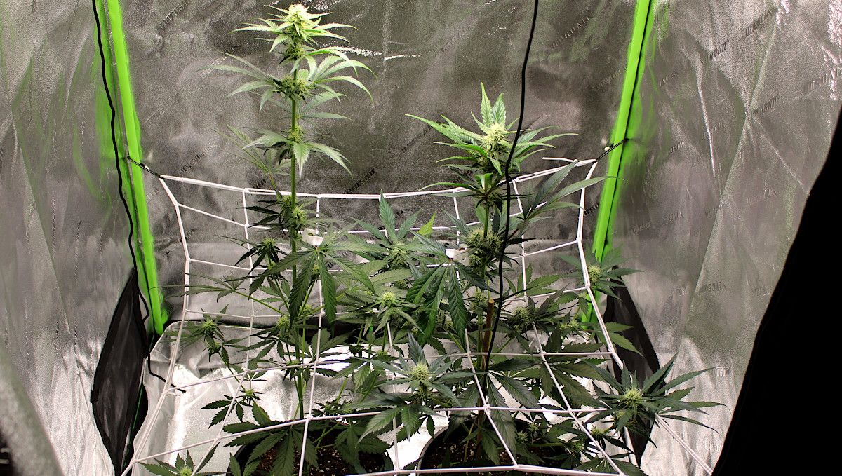 Forbidden Runtz Auto Cannabis Strain Week-by-Week Guide: Two very stretchy budding autoflowers in a tent growing through a ScrOG net