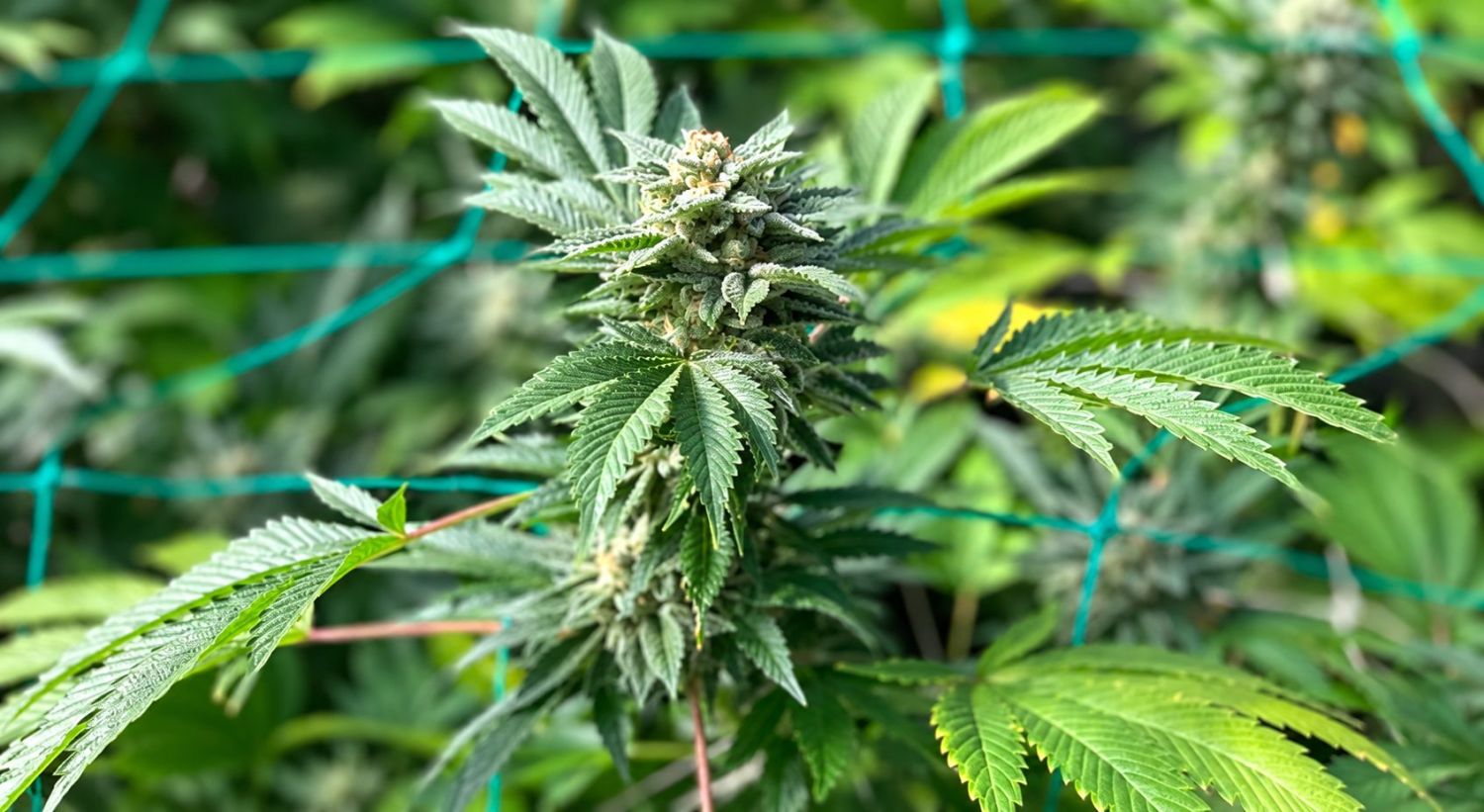 Hoe kweek je autoflower cannabiszaad buiten: Voordelen van het buiten kweken van autoflower cannabis
