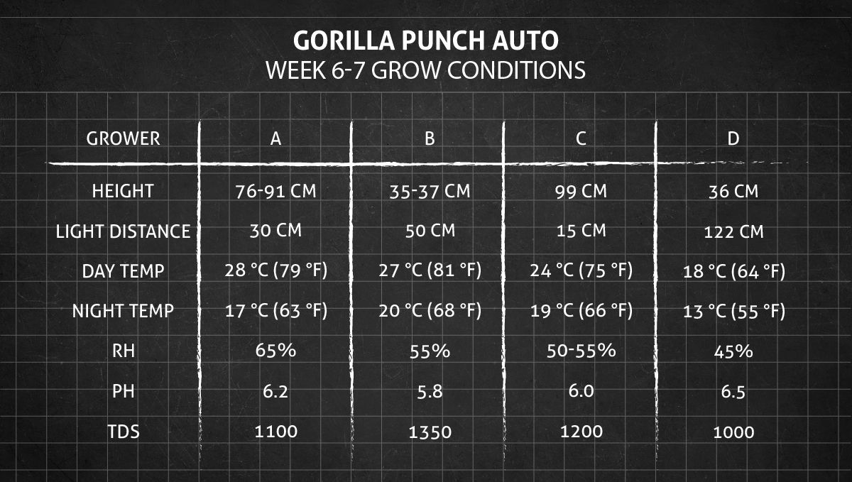 Gorilla Punch Auto 大麻品种：第6-7周种植条件