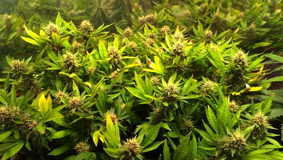 15 Best Strains for Male Arousal in 2022: Brooklyn Mango