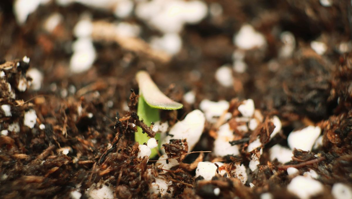 The lifecycle of the auto plants plant: germination