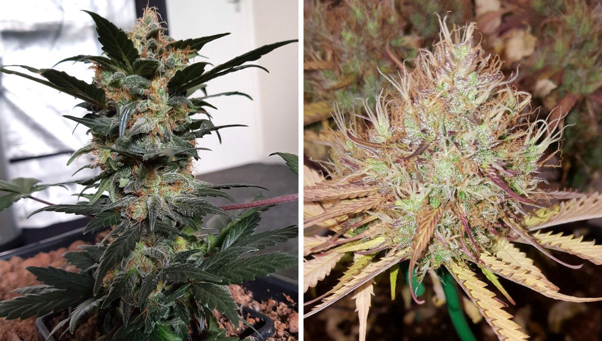 オートマザール大麻ストレイン：仕上げ・収穫 | 10週 | 収穫直前の2つの成熟バッズ比較