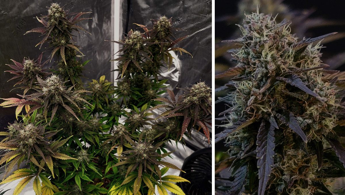 Banana Purple Punch Auto भांग स्ट्रेन: पकना और हार्वेस्ट | सप्ताह 10- | हार्वेस्ट से पहले मुरझाया पौधा