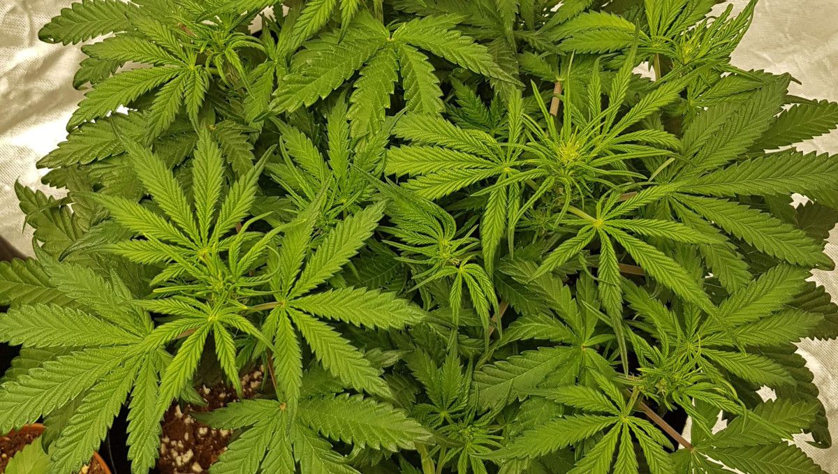 Watermelon Z Auto カンナビス品種: 移行期（プレフラワー） | 5週目 | 開花間近の屋内株